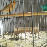 قناری مست|پرنده|بهار, |دیوار