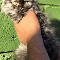 توله گربه نژاددار