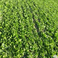 نهال کاهو سفید روغنی مرزنکلاته