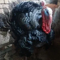 بوقلمون