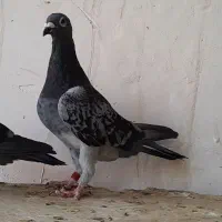 کبوتر پلاکی دو عدد نر نشسته