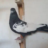سینه سیاه بزن سوسنی دم سفید|پرنده|شیراز, دروازه قران|دیوار