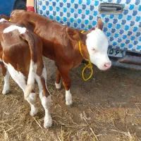 فروش گوساله