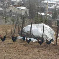 فروش خروس محلی