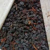 کشمش آبگیری|عمده‌فروشی|خمین, |دیوار