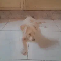 واگذاری|سگ|اصفهان, اشکاوند|دیوار