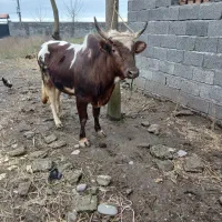 گاونر ورزا کوله چالوسی ۱۴۰ کیلویی