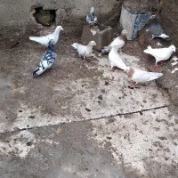 کبوتر سار سرونج کاکلی|پرنده|میان جلگه, |دیوار