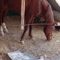 اسب مادیون 6ساله|اسب و تجهیزات اسبسواری|شاندیز, |دیوار