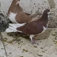 کفتر شهری زرد