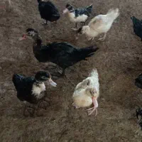 اردک اسرائیلی