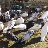 کبوتر پرشی|پرنده|آستانه اشرفیه, |دیوار