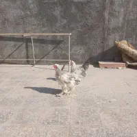 تخم نطفه دار نژاد برهما لایت|حیوانات مزرعه|نجفآباد, جوزدان|دیوار