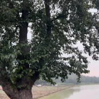 سوئیت ویلایی|اجارهٔ کوتاهمدت آپارتمان و سوئیت|گلوگاه, |دیوار