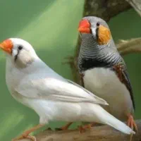 همه رنگ فنچ