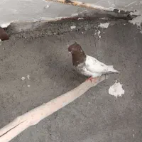 کفتر ماده کله ای