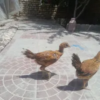 جوجه لاری دونگ بالا