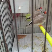 یک جفت فنچ سالم و سرحال|پرنده|اردبیل, |دیوار
