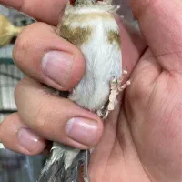ماده مهر ۵ماه قفس مست