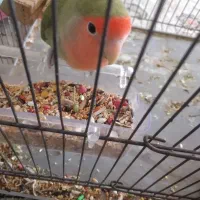 یه جفت طوطی کوتوله مولد تخم گذار