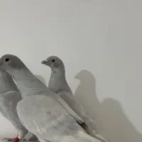 کبوتر کفتر الماسی