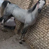 اسب کرد|اسب و تجهیزات اسب‌سواری|مهریز, |دیوار