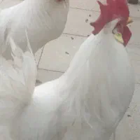 دو عدد خروس خوش صدا