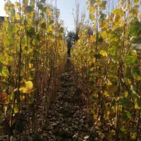 فروش نهال به صورت چکی|گل و گیاه طبیعی|شهریار, شهریار|دیوار