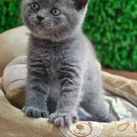 گربه بلو|گربه|اصفهان, خانه اصفهان|دیوار
