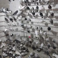 کفترقم راسکی آنتیک بشرط پرش سنگین پرنده سرای کیان