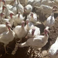 بوقلمون|حیوانات مزرعه|دهگلان, |دیوار