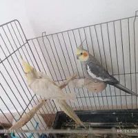 عروس هلندی نر و ماده همراه با قفس و بقیه وسایل