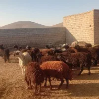 ۲۸ راس گوسفند نر