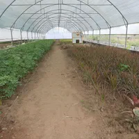 گلخانه فعال|فروش دفتر صنعتی، کشاورزی، تجاری|لنگرود, |دیوار