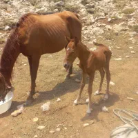 فروش مادیون