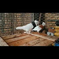 چند عدد طوق سرور عتیقه|پرنده|درودزن, |دیوار