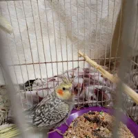 جوجه عروس هلندی