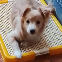 سگ اشپیز واگذاری|سگ|کرمانشاه, |دیوار