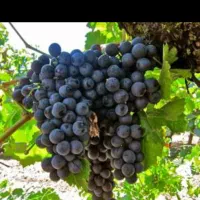 قلمه انواع انگور ریشه ای