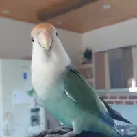 طوطی برزیلی