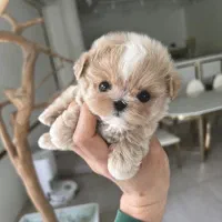 پت فینگیلی|سگ|بندرعباس, |دیوار