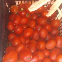 ربی