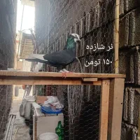 کبوتر های پرشی