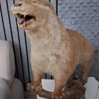 مجسمه سمور آبی