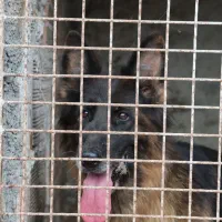 واگذاری سگ ژرمن|سگ|ساری, |دیوار