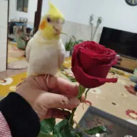 عروس هلندی