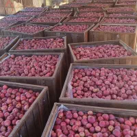 نهالستان ، تک نهال