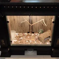 بوا ردتیل دم قرمز با تراریوم