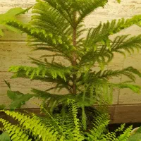 گل اپارتمانی خارجی پر برگ بادوام لطفا ورق بزن|گل و گیاه طبیعی|تبریز, |دیوار