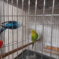 ۵ جفت مرغ عشق مولد|پرنده|ابریشم, |دیوار